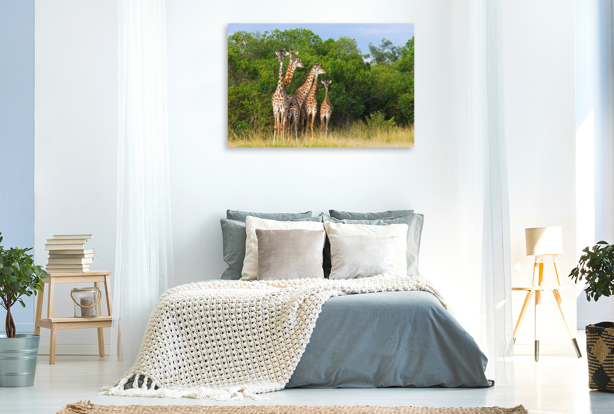 Südafrikanische Giraffen, Okavango Delta, Botswana.