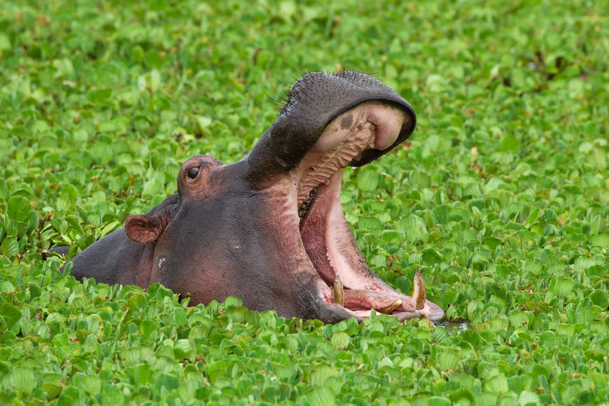 Flusspferd, Masai Mara, Kenia.