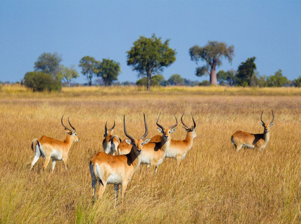 Rote Lechwe-Antilopen, Okavango Delta, Botswana.
