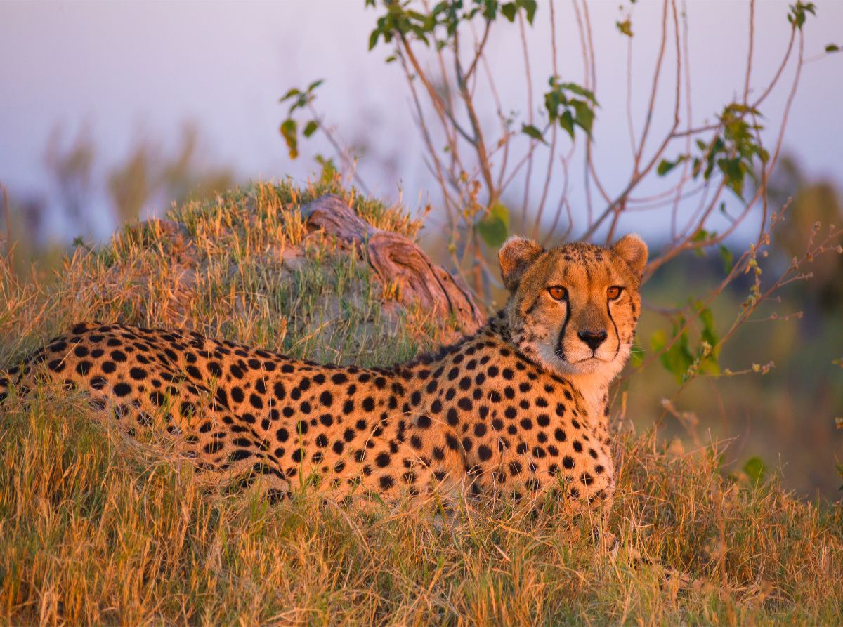 Gepard, Masai Mara, Kenia.