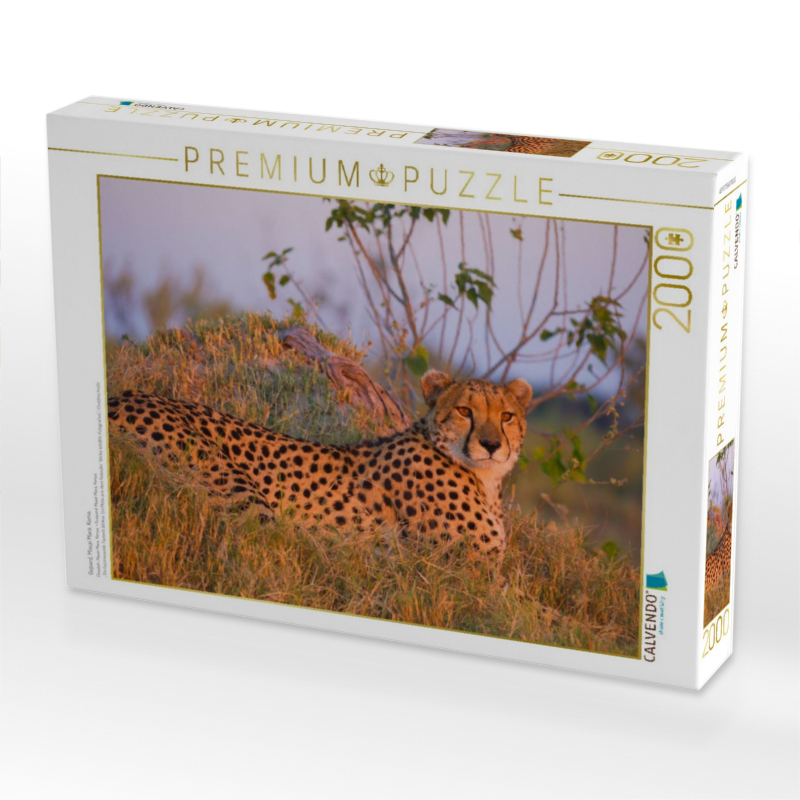 Gepard, Masai Mara, Kenia.