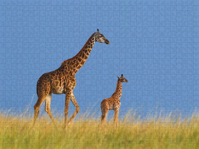 Massai-Giraffen, Masai Mara, Kenia.