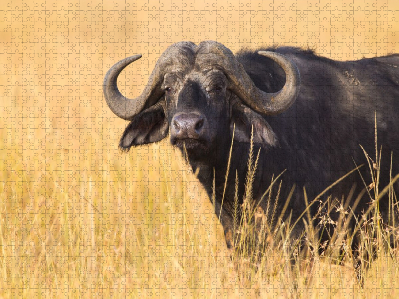 Kaffernbüffel, Masai Mara, Kenia.