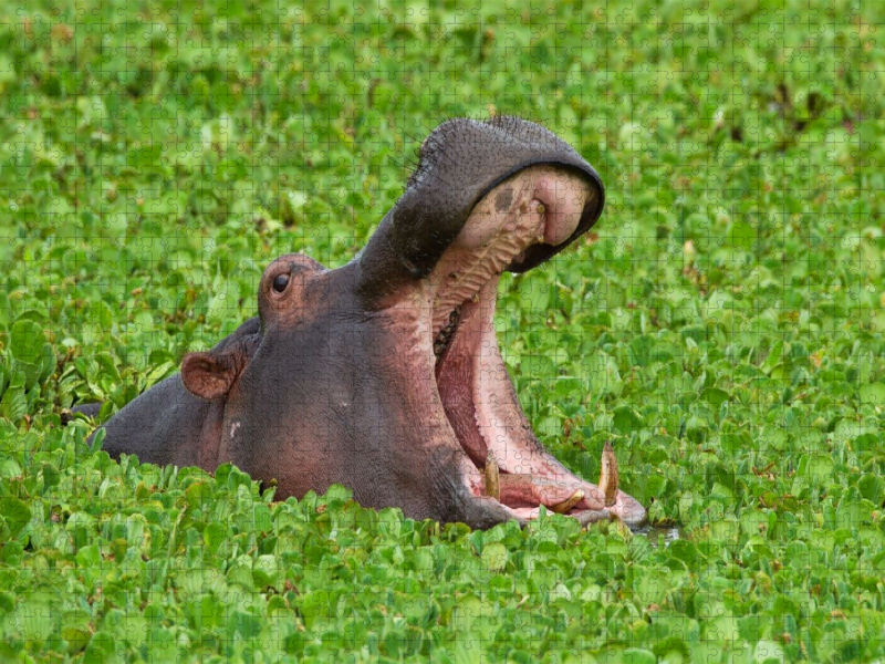 Flusspferd, Masai Mara, Kenia.