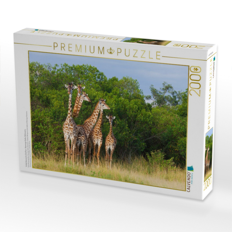Südafrikanische Giraffen, Okavango Delta, Botswana.