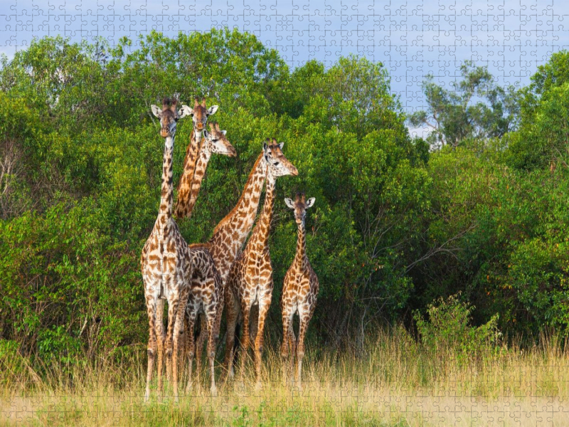 Südafrikanische Giraffen, Okavango Delta, Botswana.