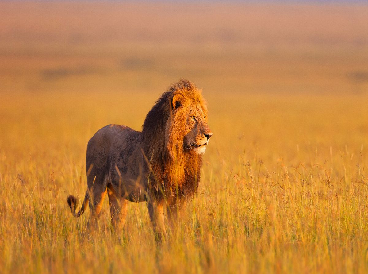 Afrikanischer Löwe, Masai Mara, Kenia.
