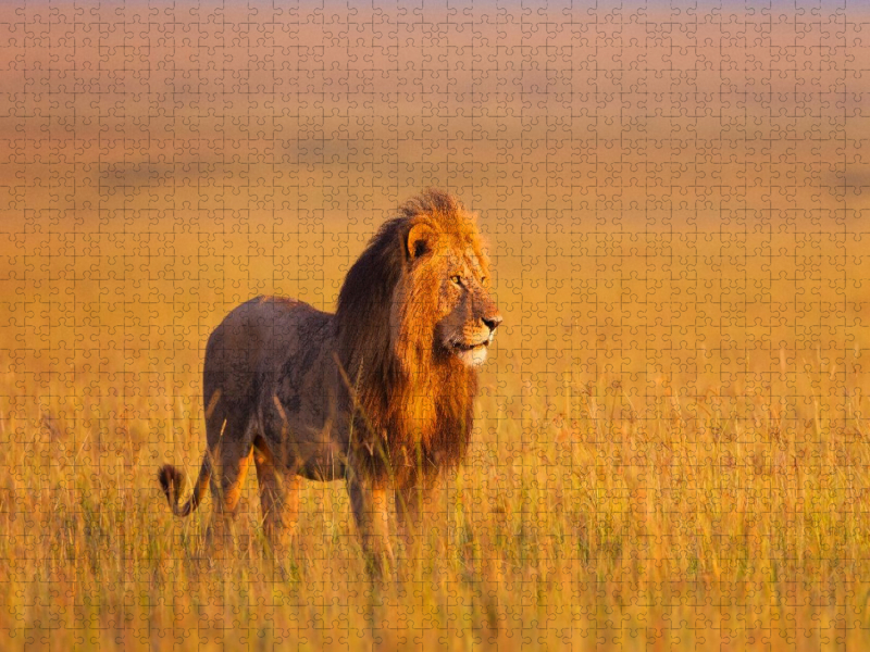 Afrikanischer Löwe, Masai Mara, Kenia.