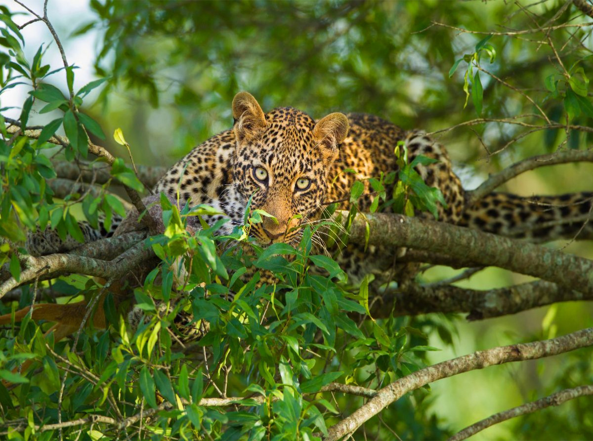 Leopard, Masai Mara, Kenia.