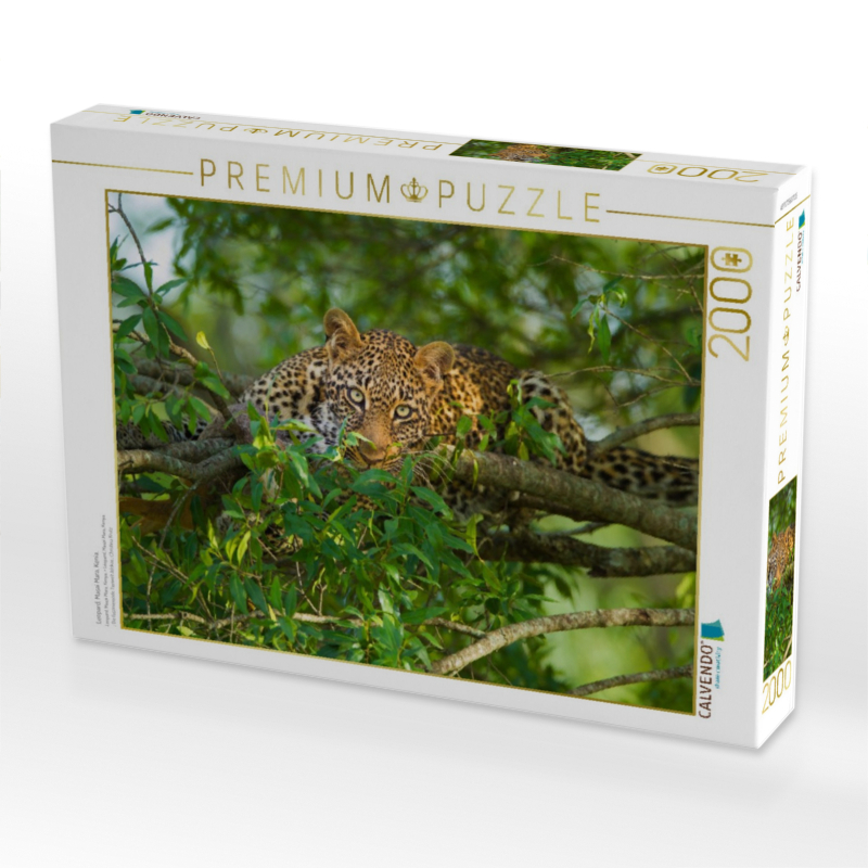 Leopard, Masai Mara, Kenia.