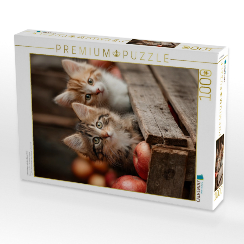 Katzenbabys auf dem Bauernhof