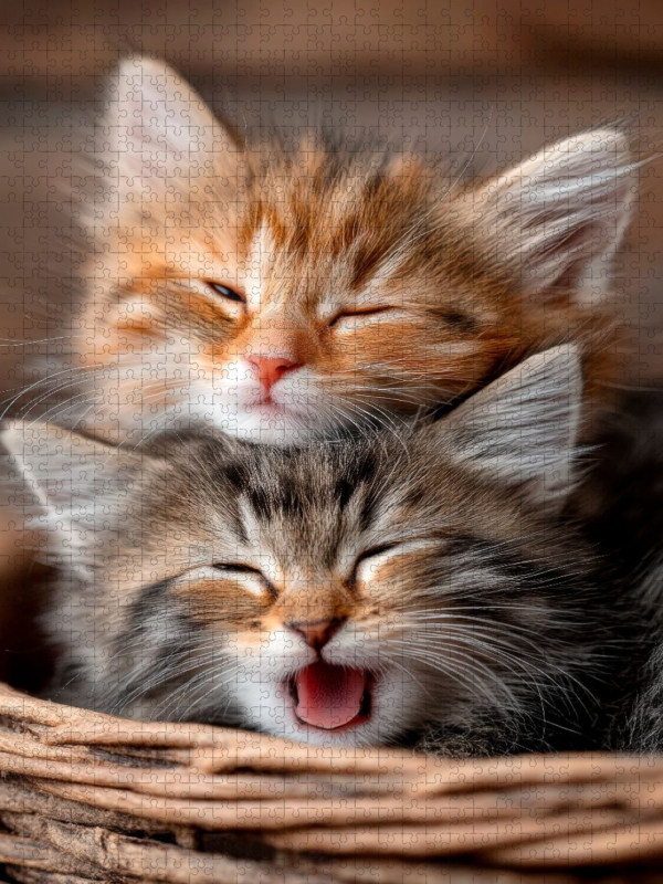 Müde Katzenbabys