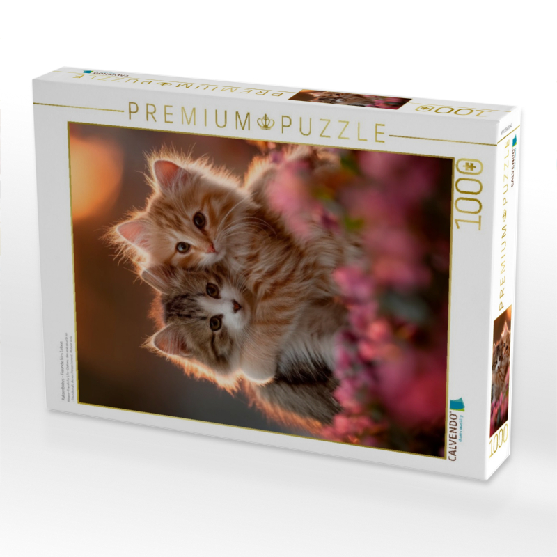 Katzenbabys - Freunde fürs Leben