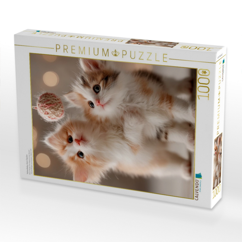 Katzenbabys beim Spielen
