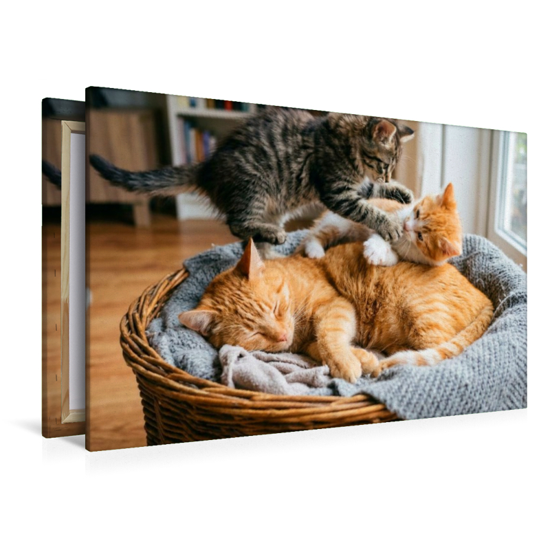 Unerschütterliche Geduld der Katzenmutter