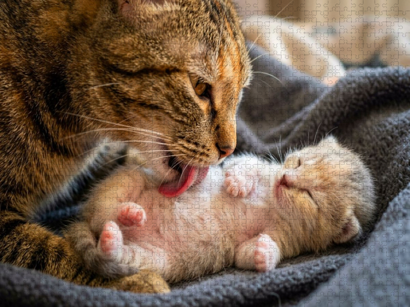 Wohlfühlmassage - Katzenmutter und Kätzchen