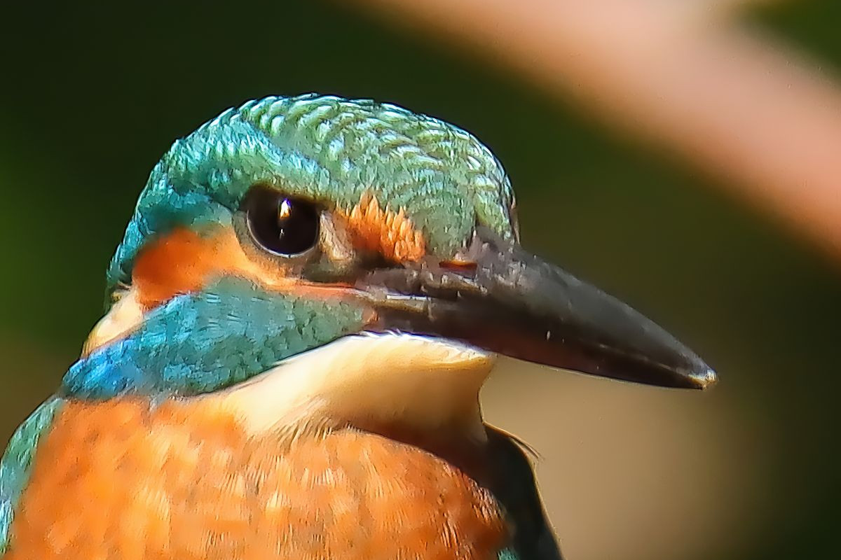 Eisvogel-Portrait