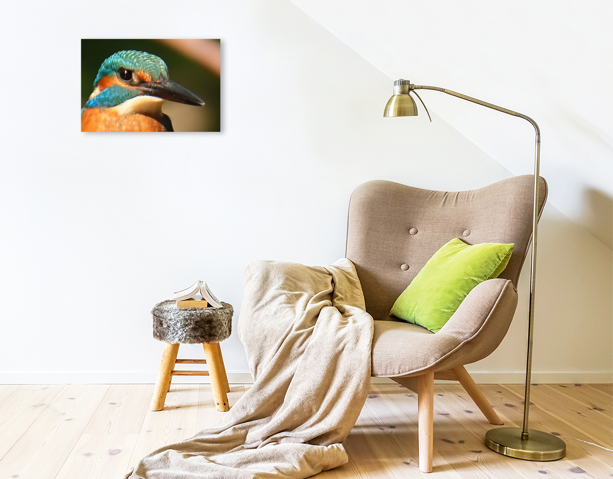 Eisvogel-Portrait