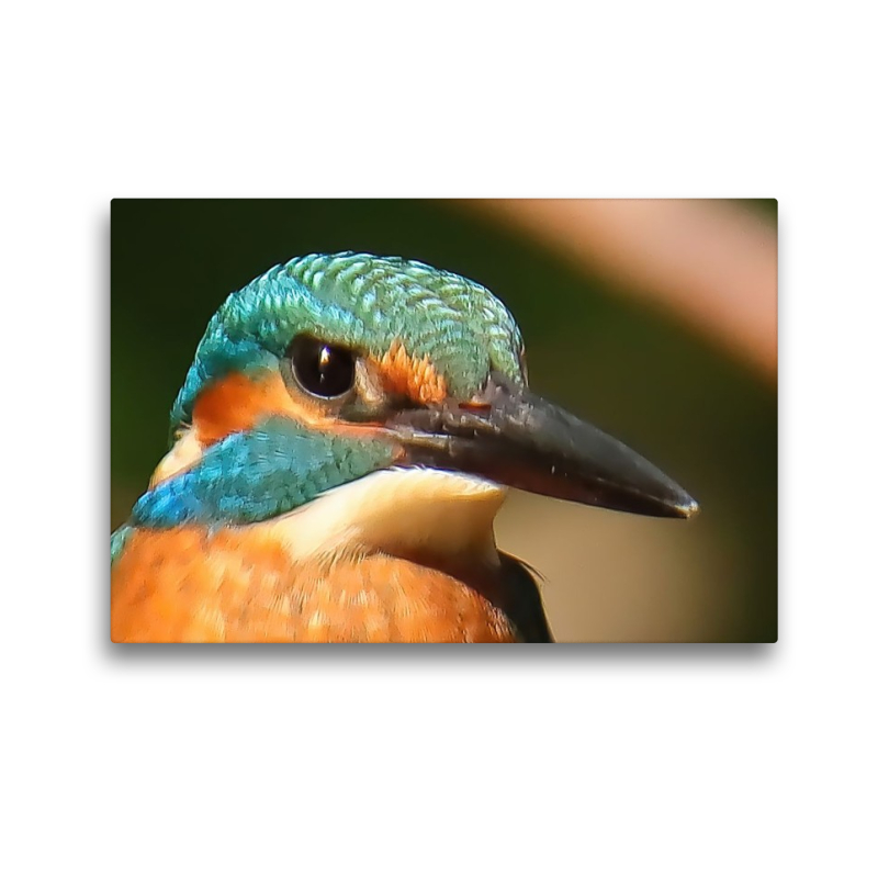 Eisvogel-Portrait