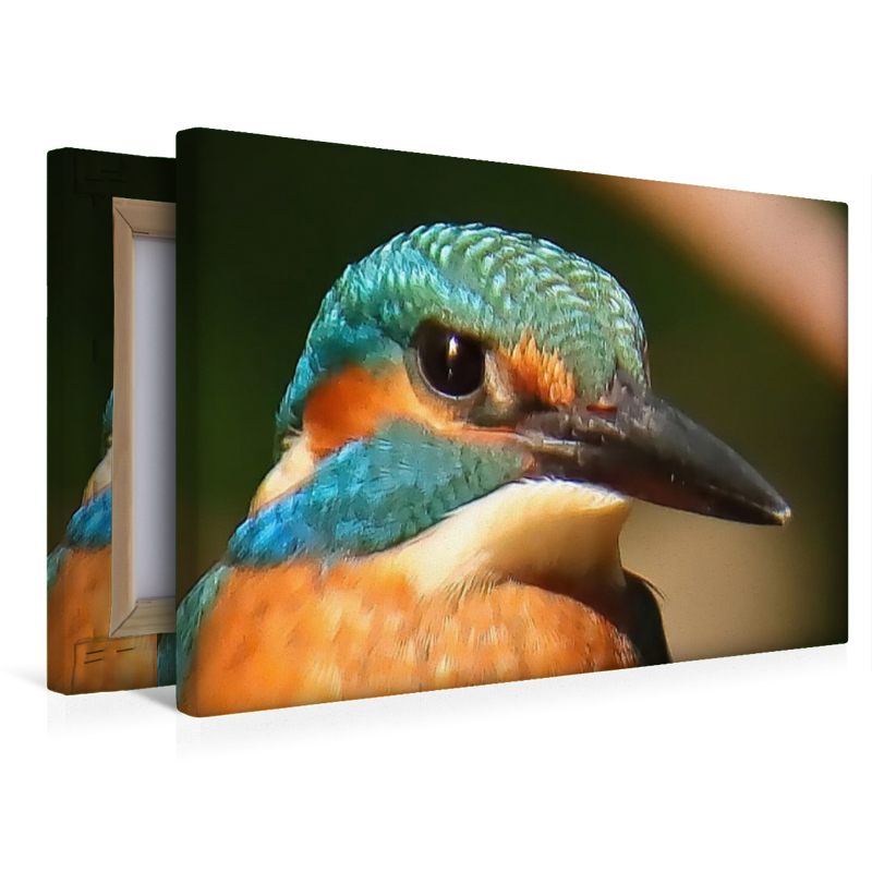 Eisvogel-Portrait