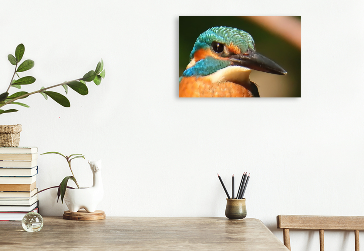 Eisvogel-Portrait