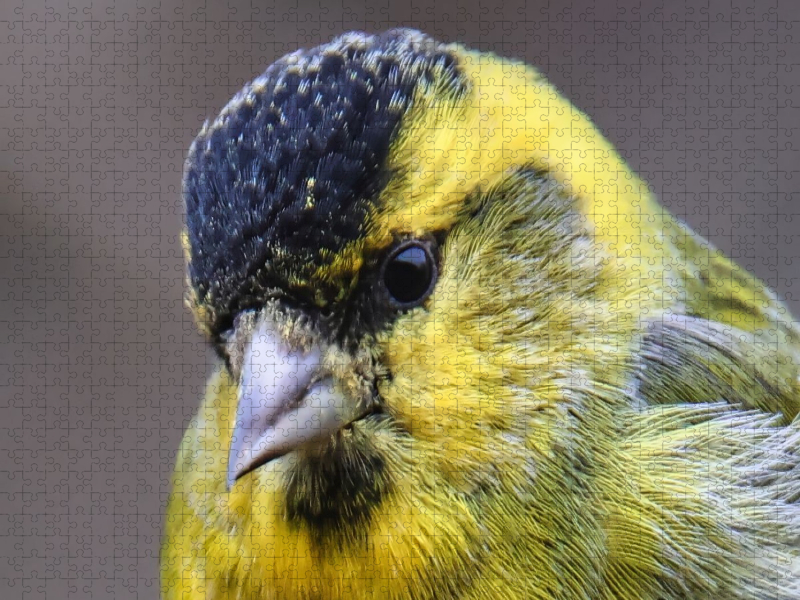 Erlenzeisig-Portrait