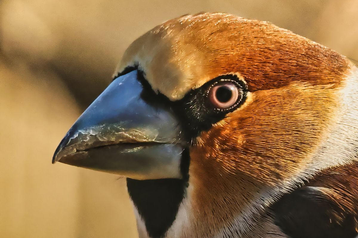 Kernbeißer-Portrait