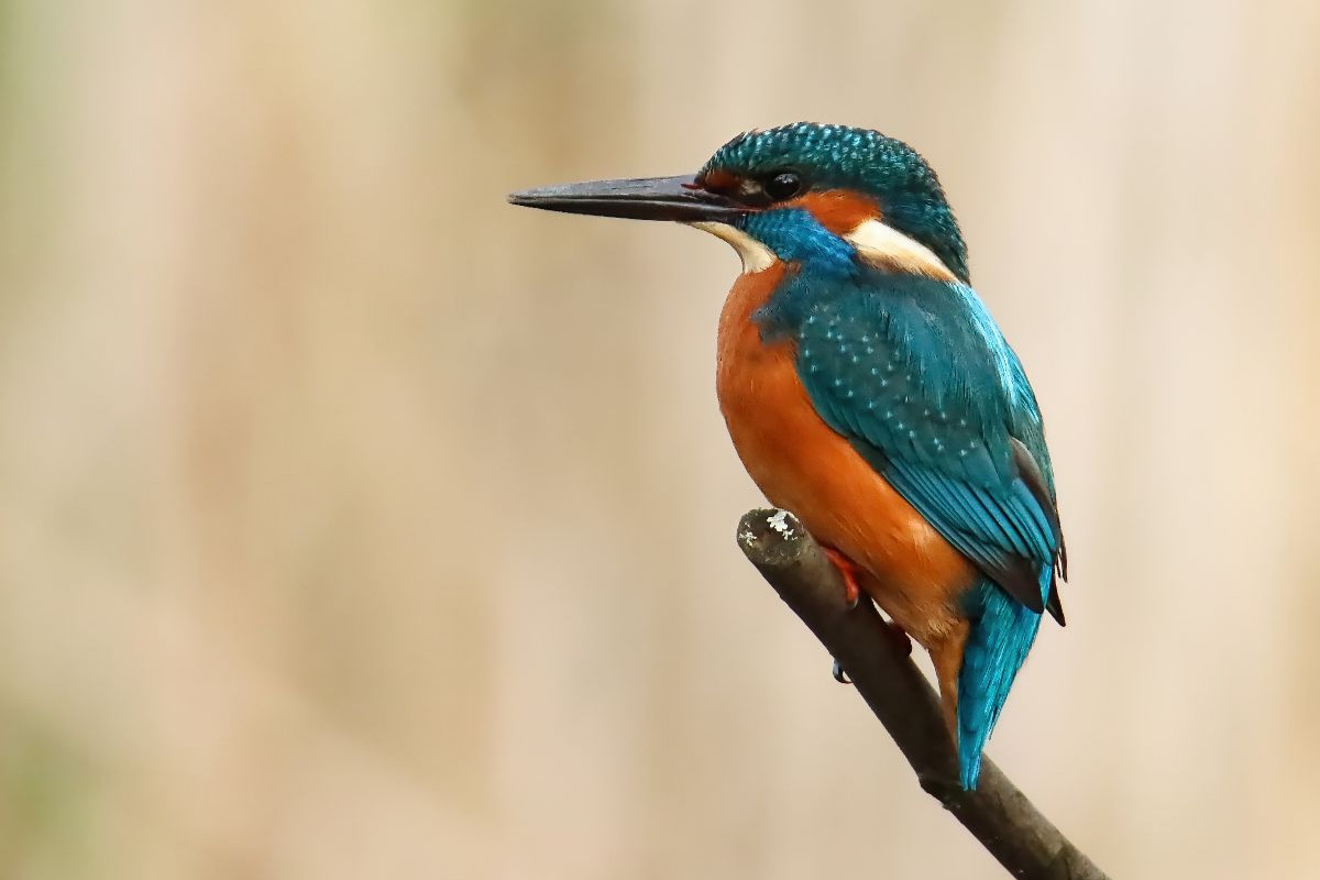 Eisvogel