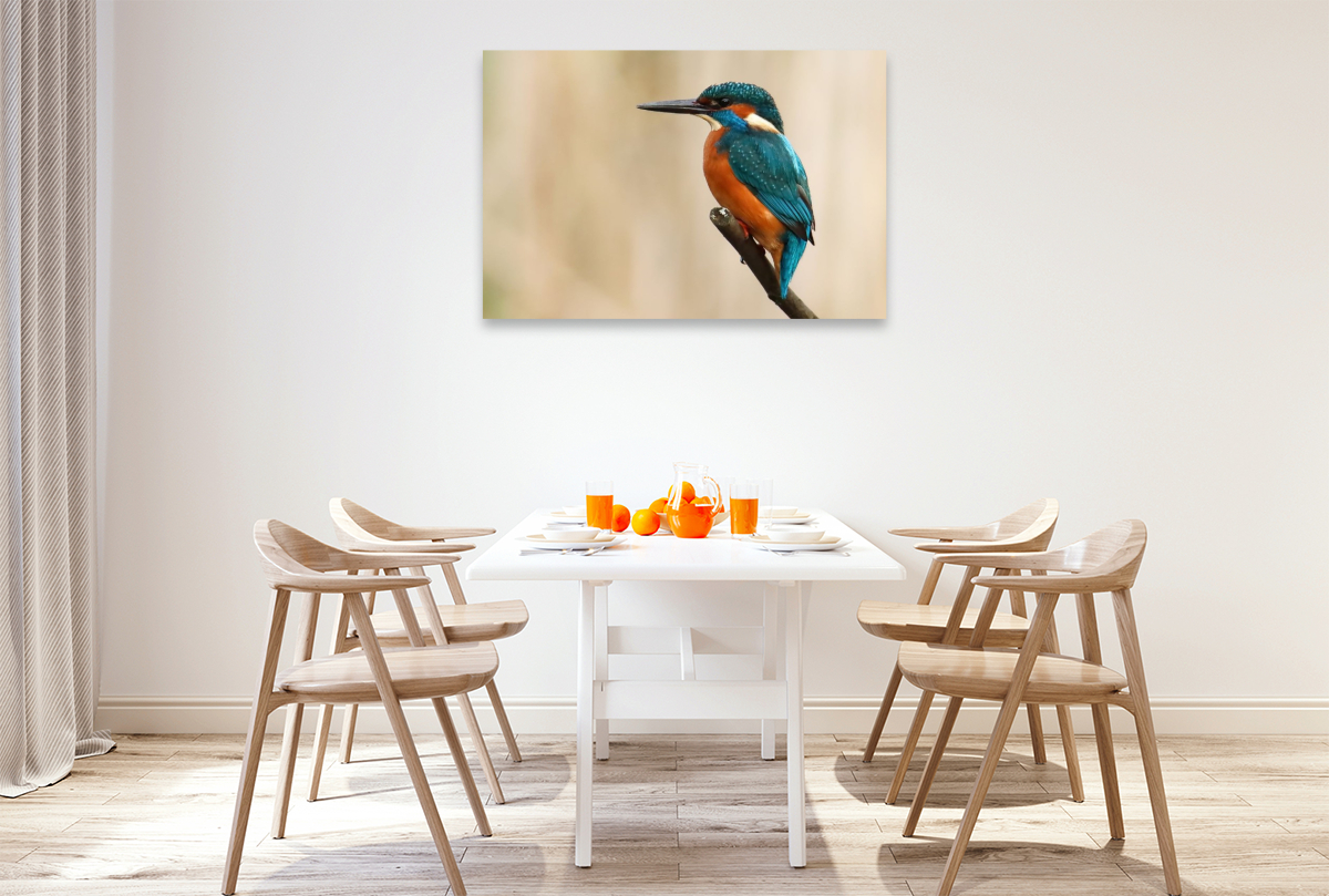 Eisvogel