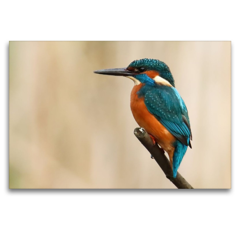 Eisvogel