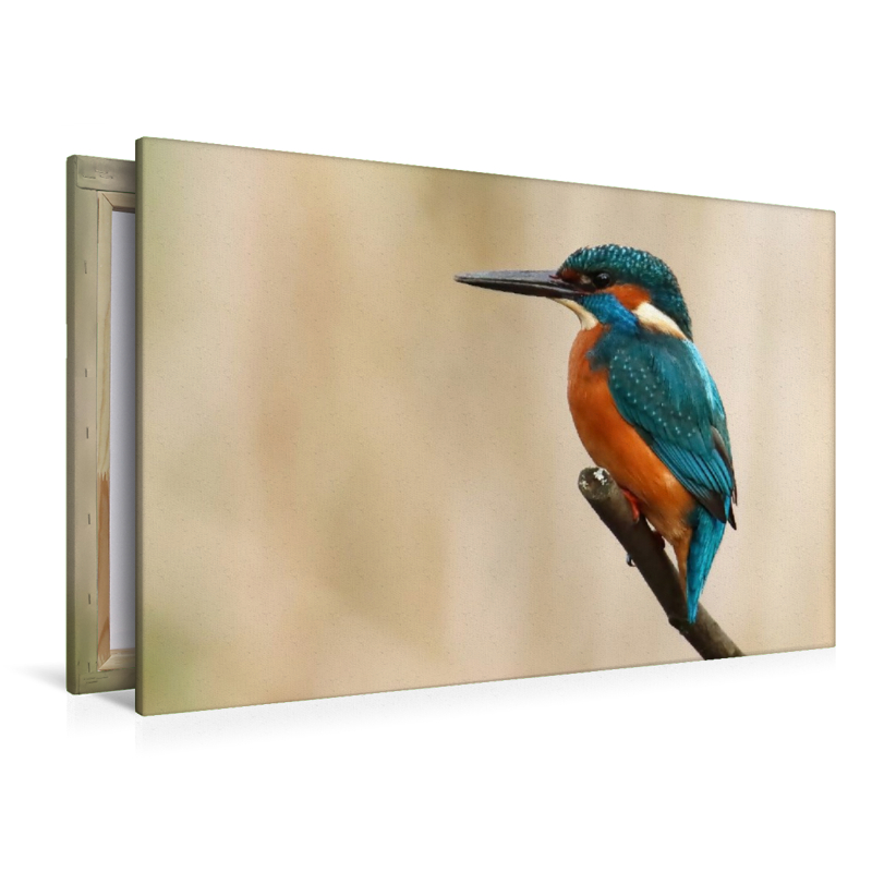 Eisvogel