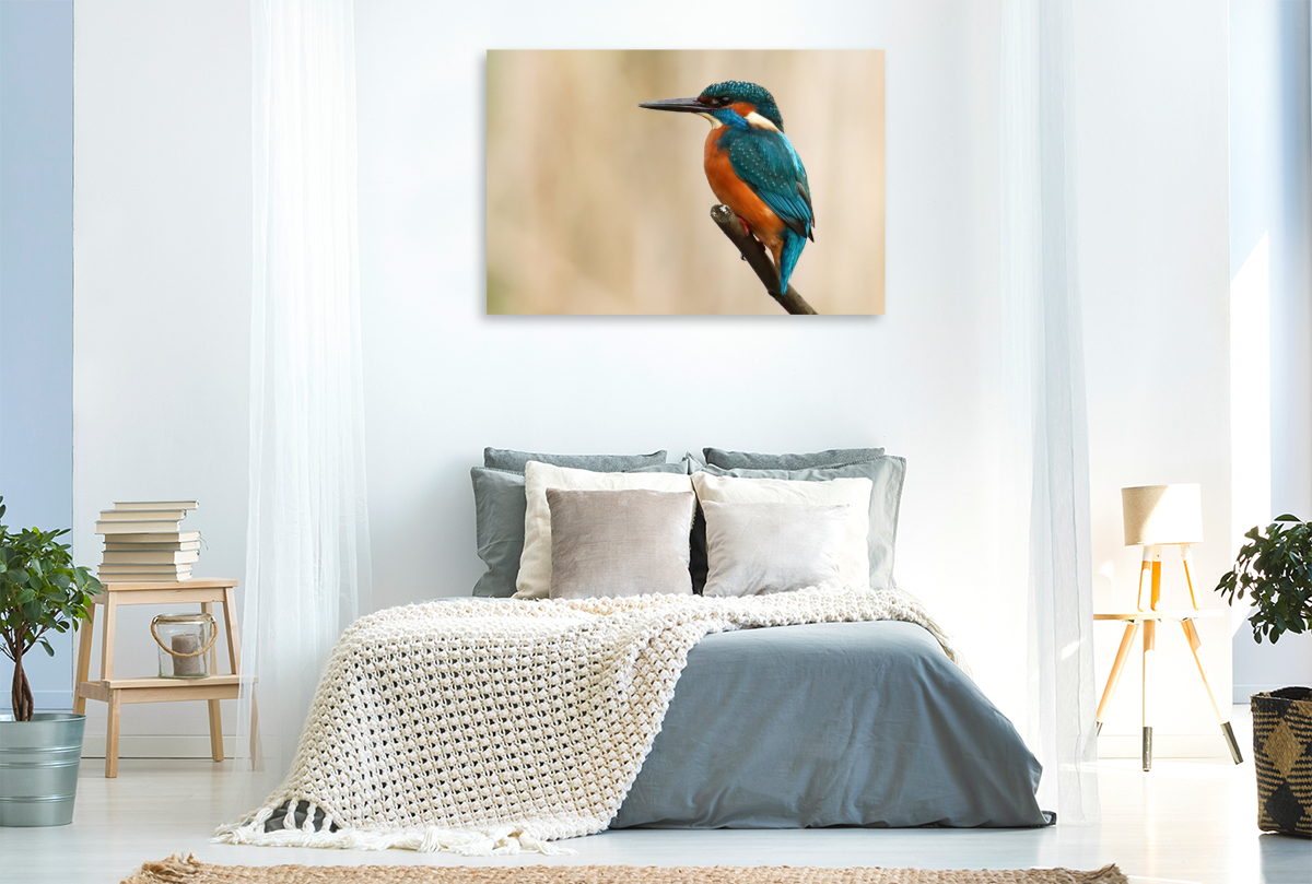 Eisvogel