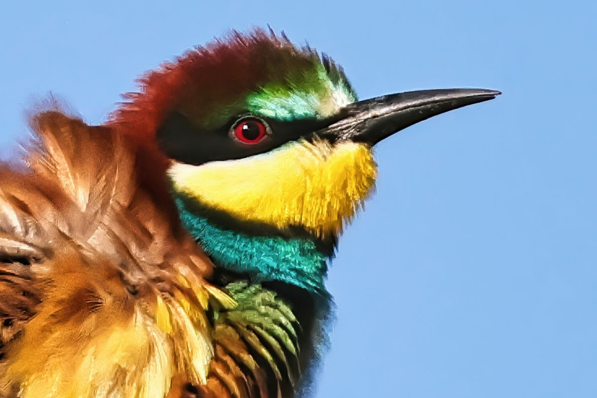 Bienenfresser-Portrait