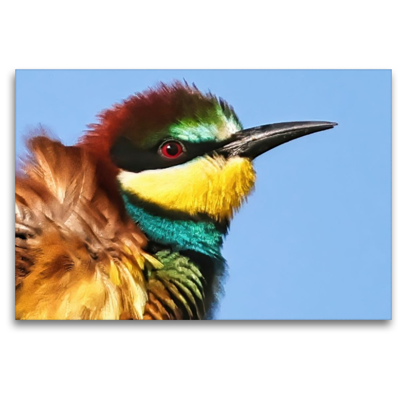 Bienenfresser-Portrait