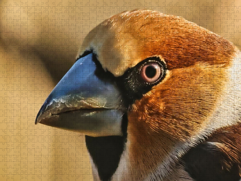 Kernbeißer-Portrait