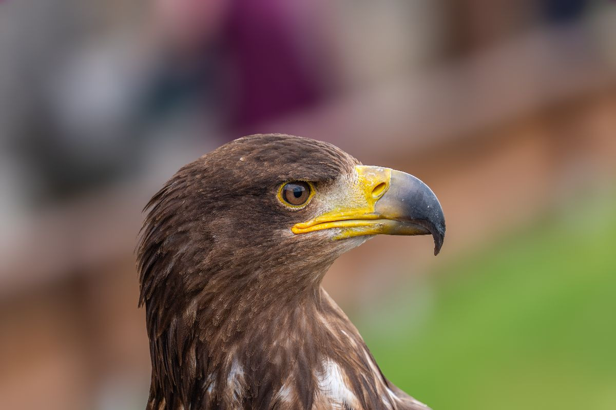 Adler. Porträt im Seitenprofil.