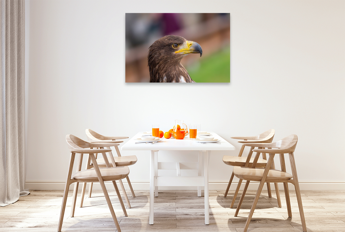 Adler. Porträt im Seitenprofil.