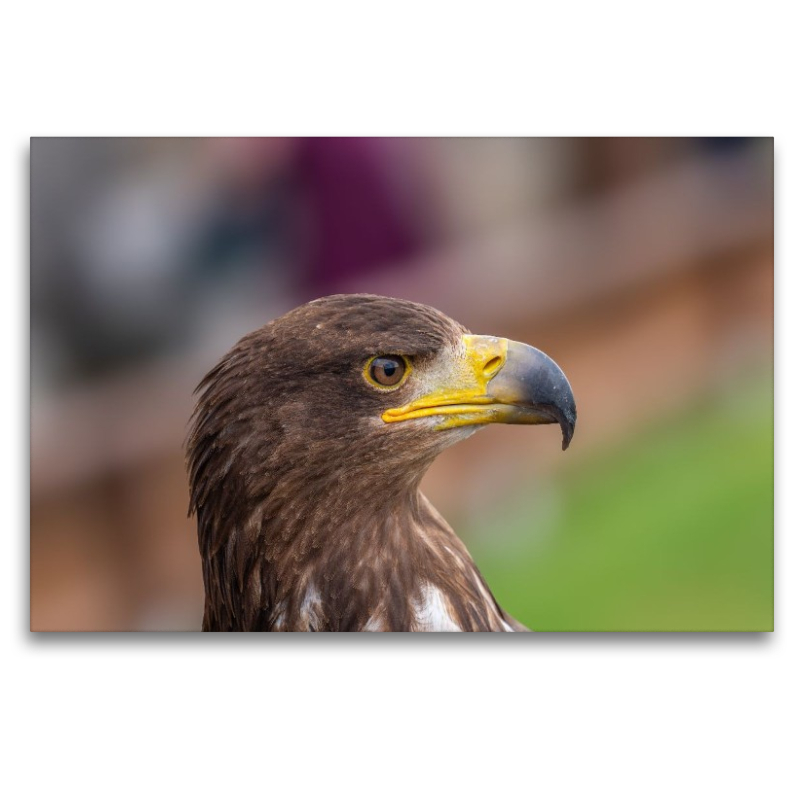 Adler. Porträt im Seitenprofil.