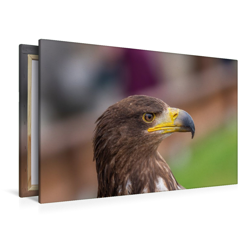 Adler. Porträt im Seitenprofil.