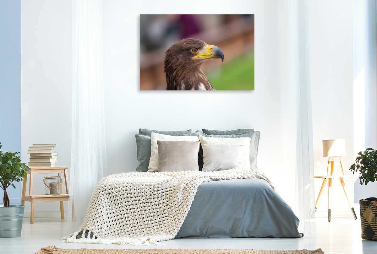 Adler. Porträt im Seitenprofil.