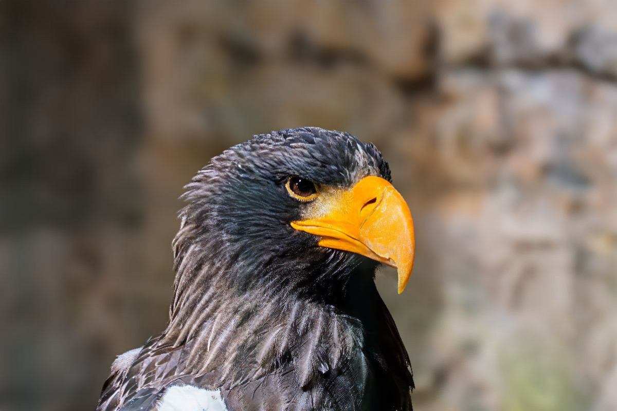 Riesenseeadler. Seitenprofil.
