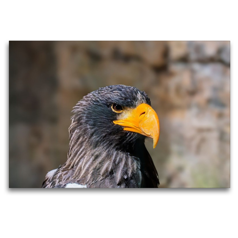 Riesenseeadler. Seitenprofil.