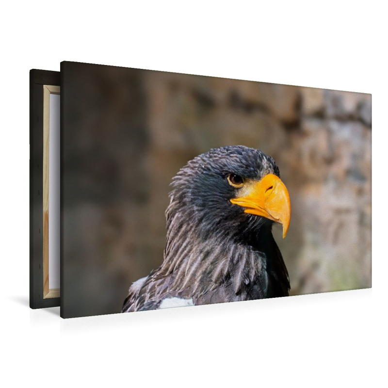 Riesenseeadler. Seitenprofil.
