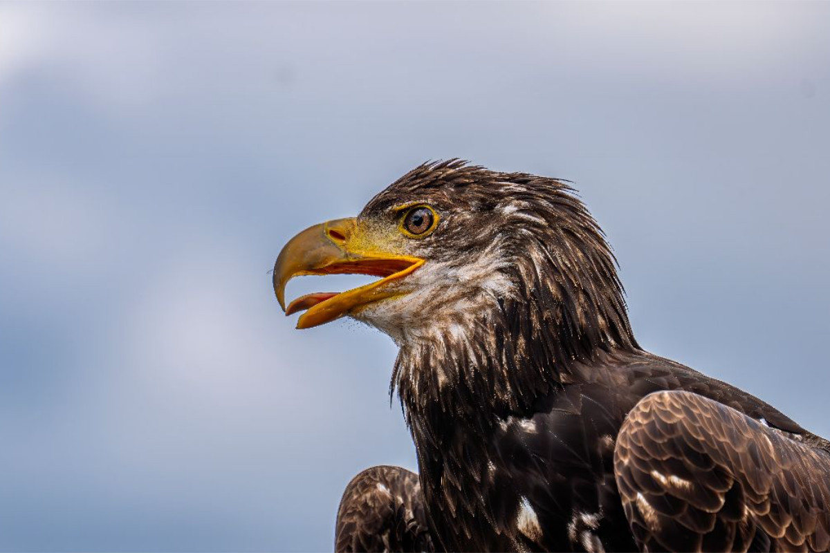 Junger Seeadler. Porträt
