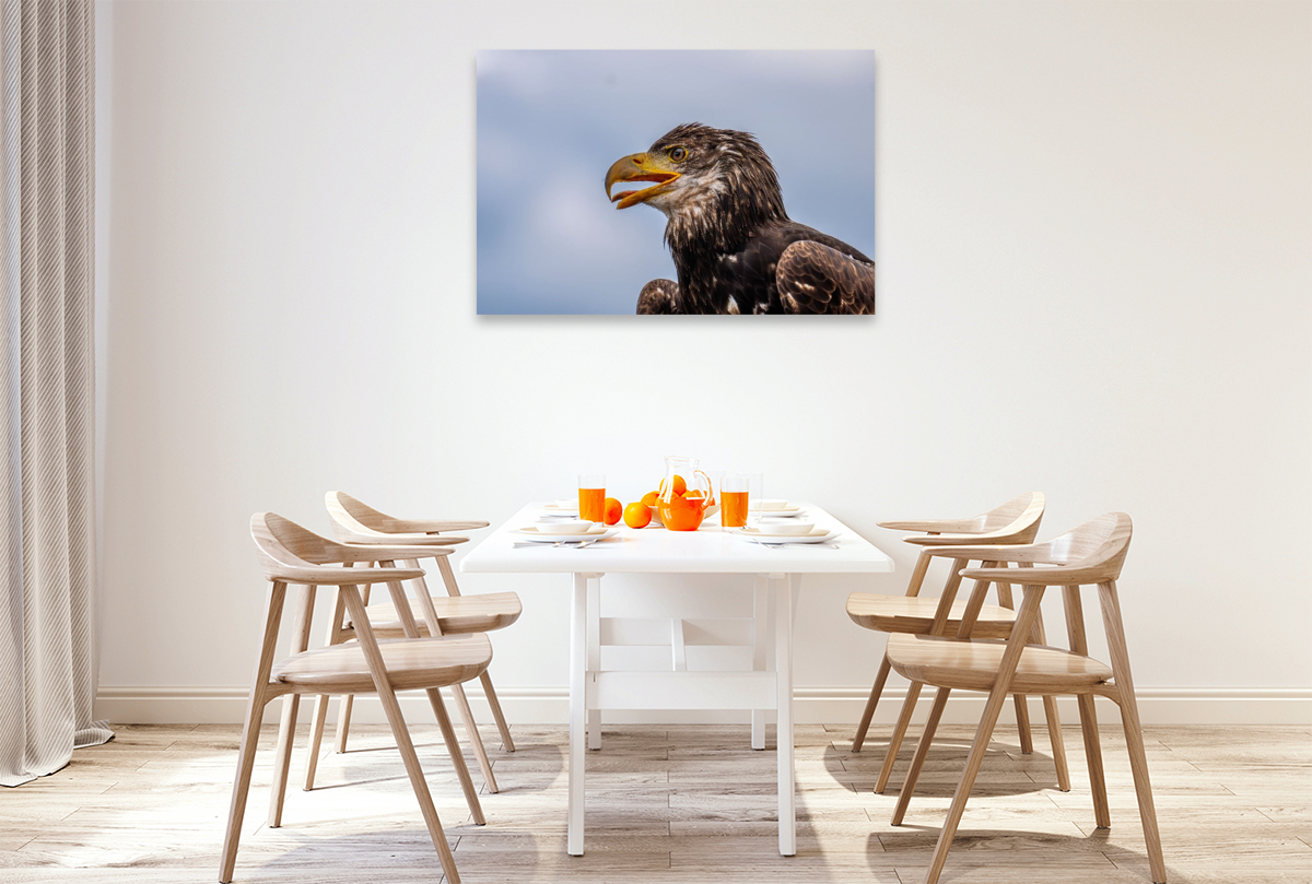 Junger Seeadler. Porträt