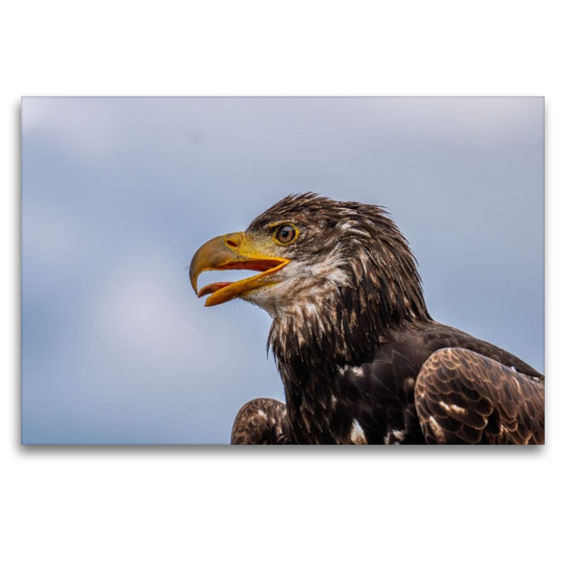 Junger Seeadler. Porträt