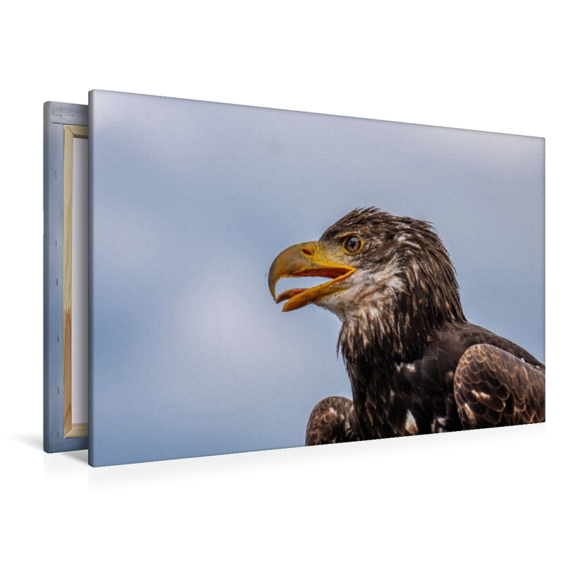 Junger Seeadler. Porträt