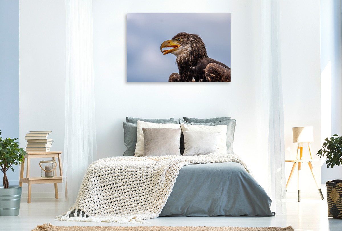 Junger Seeadler. Porträt