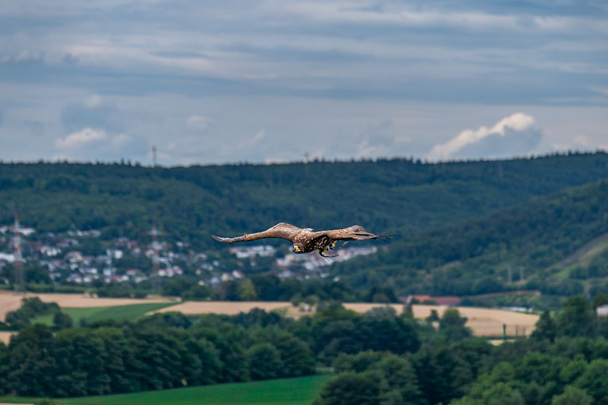 Patrouillenflug über der herbstlichen Tallandschaft