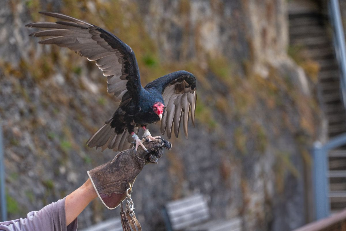 Winterliche Rast auf der Falknerfaust